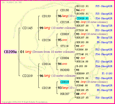 Pedigree of CD209a :
four generations presented