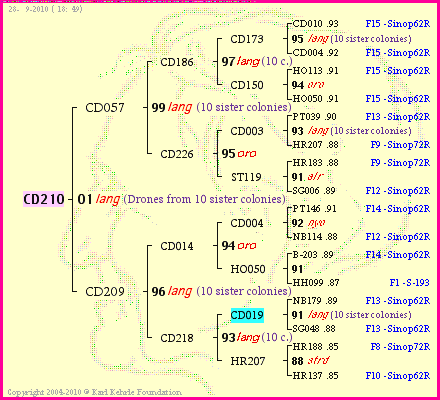 Pedigree of CD210 :
four generations presented