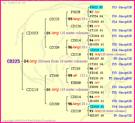 Pedigree of CD225 :
four generations presented