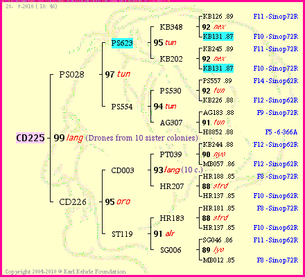 Pedigree of CD225 :
four generations presented