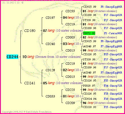 Pedigree of CD244 :
four generations presented
