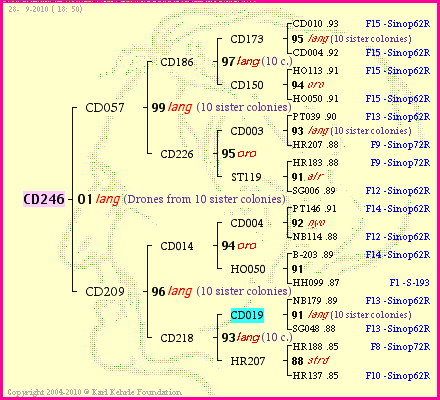 Pedigree of CD246 :
four generations presented