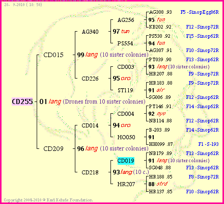 Pedigree of CD255 :
four generations presented