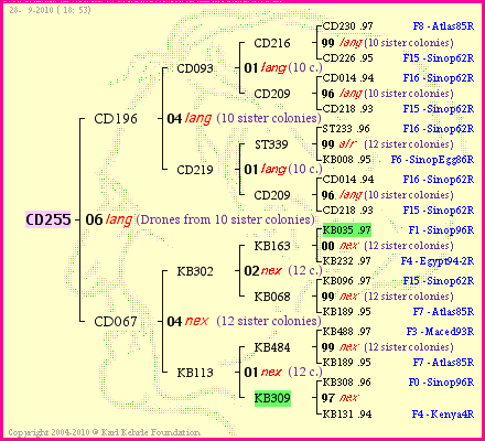 Pedigree of CD255 :
four generations presented