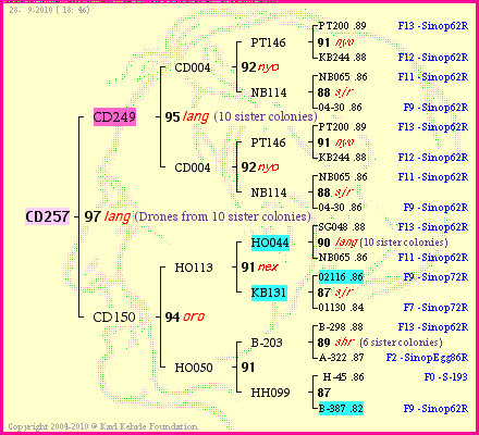 Pedigree of CD257 :
four generations presented