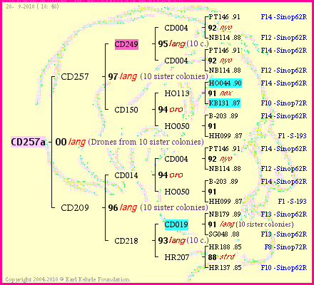 Pedigree of CD257a :
four generations presented