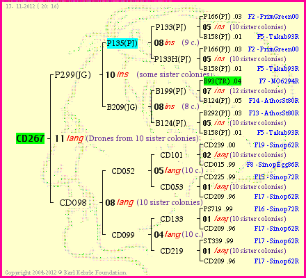 Pedigree of CD267 :
four generations presented