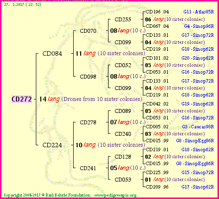 Pedigree of CD272 :
four generations presented