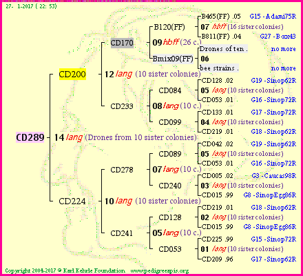 Pedigree of CD289 :
four generations presented