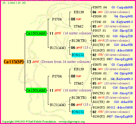 Pedigree of Ca115(SP) :
four generations presented