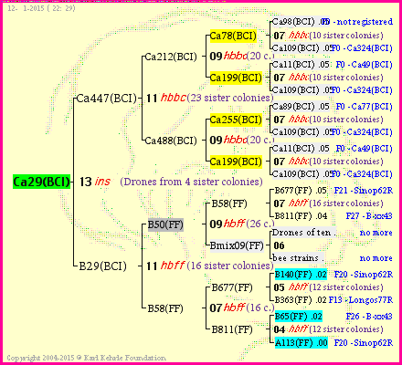 Pedigree of Ca29(BCI) :
four generations presented