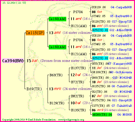 Pedigree of Ca394(BW) :
four generations presented