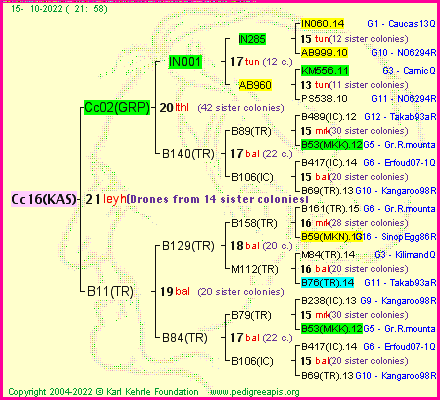 Pedigree of Cc16(KAS) :
four generations presented
it's temporarily unavailable, sorry!