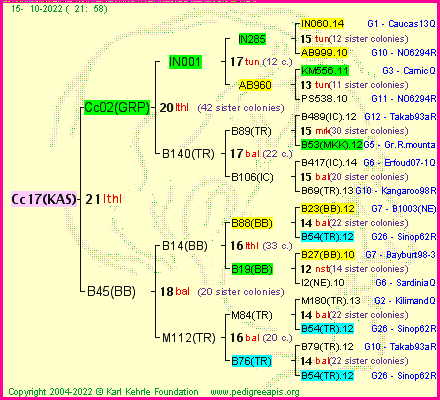 Pedigree of Cc17(KAS) :
four generations presented
it's temporarily unavailable, sorry!