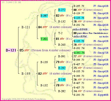 Pedigree of D-121 :
four generations presented