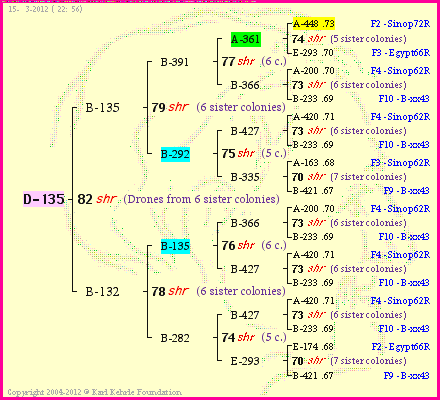 Pedigree of D-135 :
four generations presented