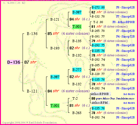 Pedigree of D-136 :
four generations presented