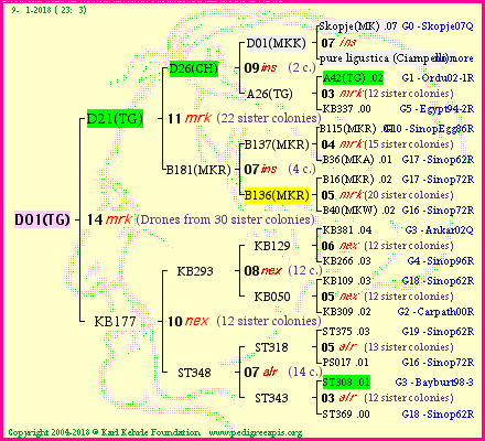 Pedigree of D01(TG) :
four generations presented<br />it's temporarily unavailable, sorry!