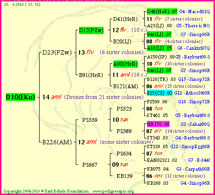 Pedigree of D10(EKo) :
four generations presented