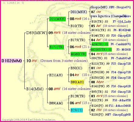 Pedigree of D102(MM) :
four generations presented