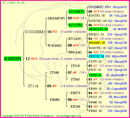 Pedigree of D103(SP) :
four generations presented