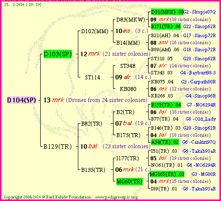 Pedigree of D104(SP) :
four generations presented