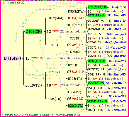 Pedigree of D115(SP) :
four generations presented