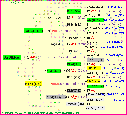 Pedigree of D20(EKo) :
four generations presented