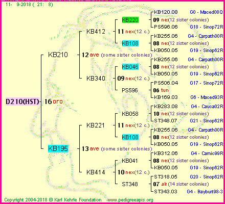 Pedigree of D210(HST) :
four generations presented