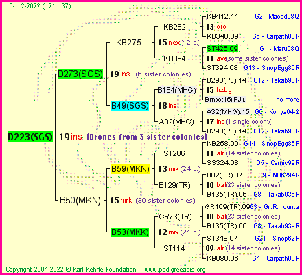 Pedigree of D223(SGS) :
four generations presented
it's temporarily unavailable, sorry!