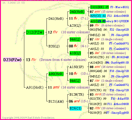 Pedigree of D23(PZw) :
four generations presented