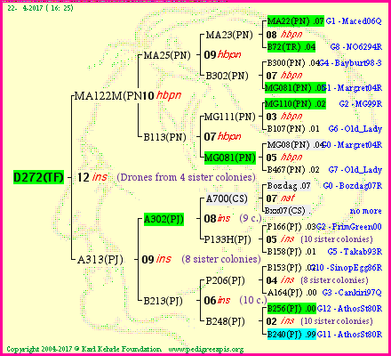 Pedigree of D272(TF) :
four generations presented