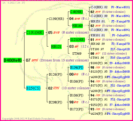 Pedigree of D40(HeR) :
four generations presented