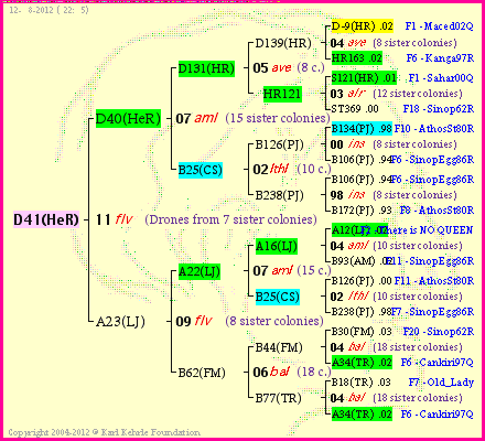 Pedigree of D41(HeR) :
four generations presented