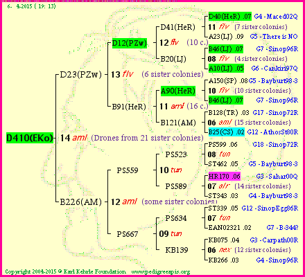 Pedigree of D410(EKo) :
four generations presented