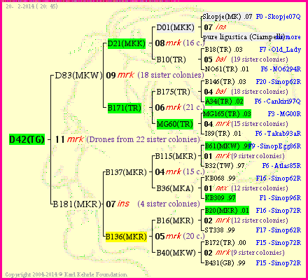 Pedigree of D42(TG) :
four generations presented