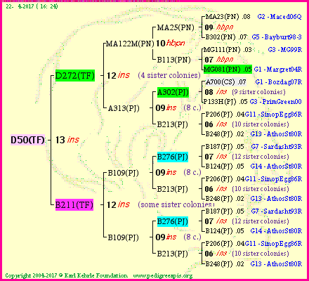 Pedigree of D50(TF) :
four generations presented