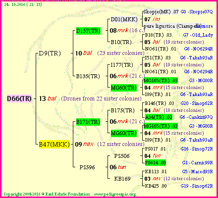 Pedigree of D66(TR) :
four generations presented