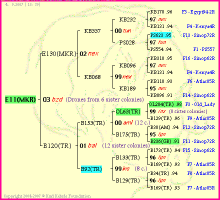 Pedigree of E11(MKR) :
four generations presented