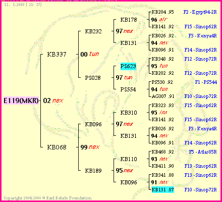 Pedigree of E119(MKR) :
four generations presented