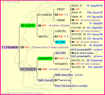 Pedigree of E129(MKR) :
four generations presented