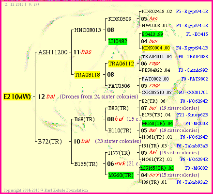 Pedigree of E21(MW) :
four generations presented