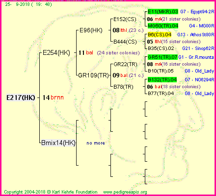 Pedigree of E217(HK) :
four generations presented<br />it's temporarily unavailable, sorry!