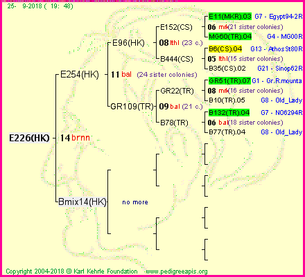 Pedigree of E226(HK) :
four generations presented<br />it's temporarily unavailable, sorry!