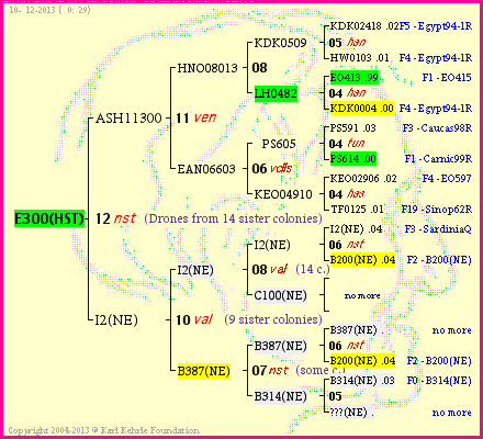 Pedigree of E300(HST) :
four generations presented