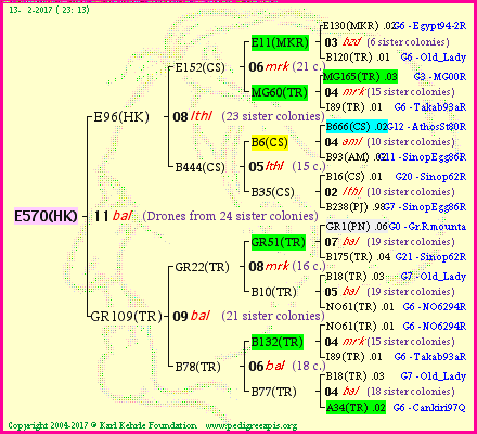 Pedigree of E570(HK) :
four generations presented