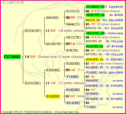 Pedigree of E575(HK) :
four generations presented