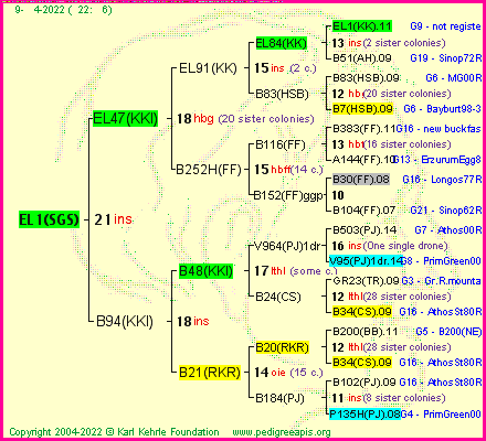 Pedigree of EL1(SGS) :
four generations presented
it's temporarily unavailable, sorry!