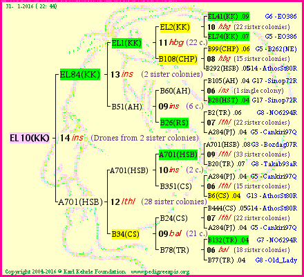 Pedigree of EL10(KK) :
four generations presented