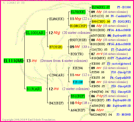 Pedigree of EL111(AR) :
four generations presented